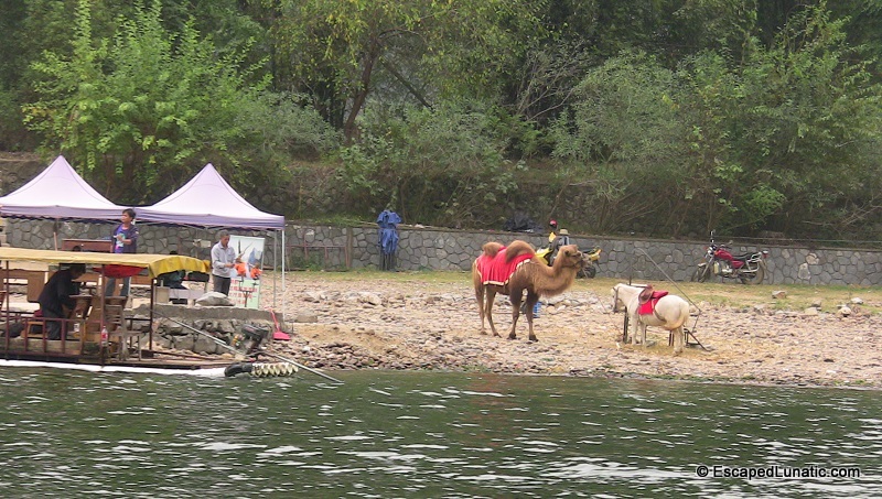 Camel and horse on the Li River near Yangshuo