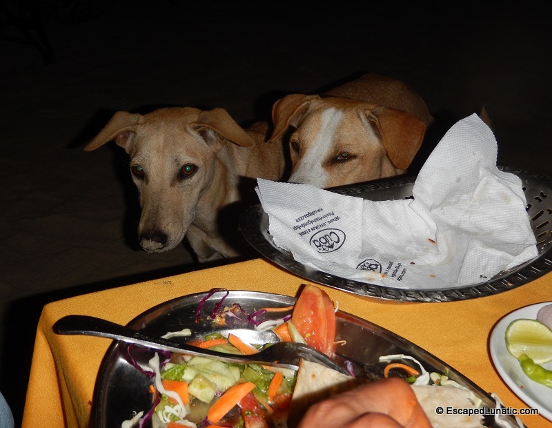 GIVE US YOUR FOOD! GIVE US YOUR FOOD! GIVE US YOUR FOOD!