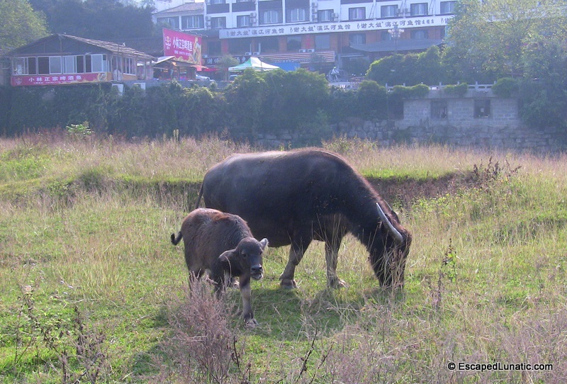 Cows grazing along the Li River in Yangshuo