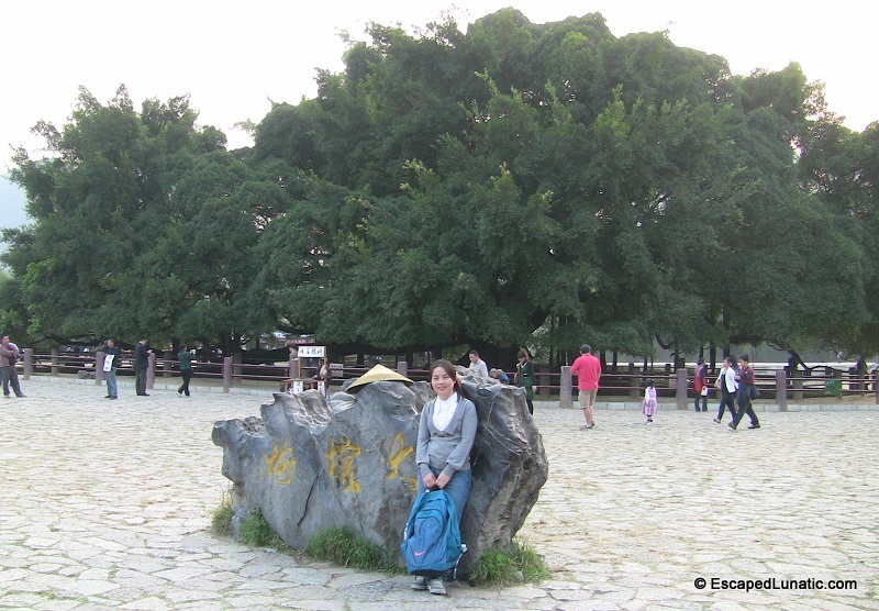 Freaking huge banyan tree from Liu San Jie near Yangshuo.