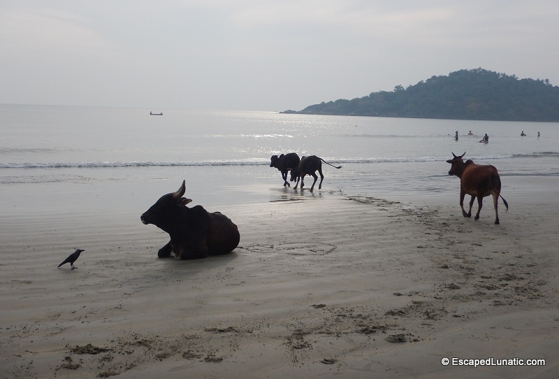 Beach cows sunbathing at Palolem Beach, Goa. India