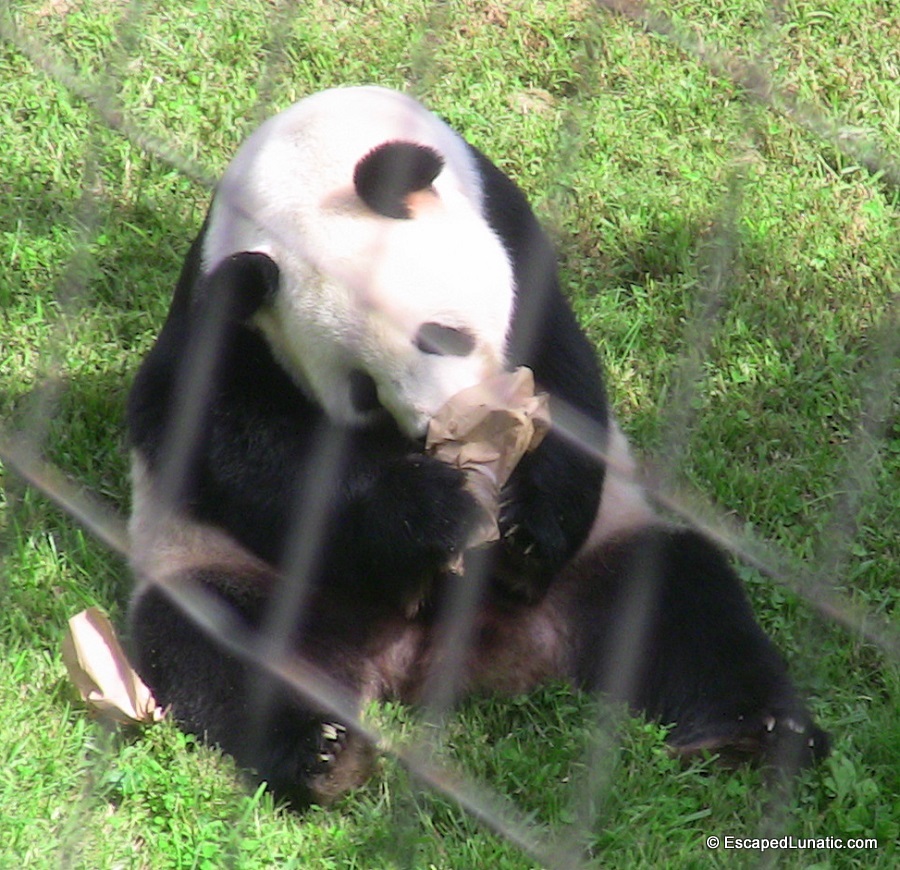 A happy panda enjoying a liquid lunch at the National Zoo.