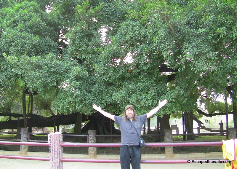 The famous banyan tree from Liu San Jie near Yangshuo.