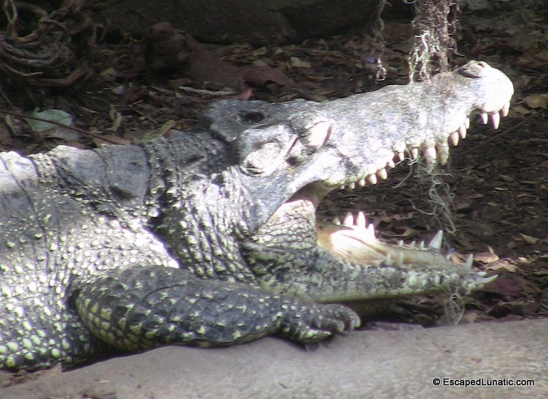 A hungry alligator waiting to eat tourists at the National Zoo.