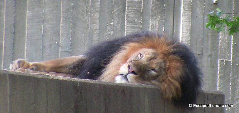 The National Zoo's Lion King got annoyed with my jokes.