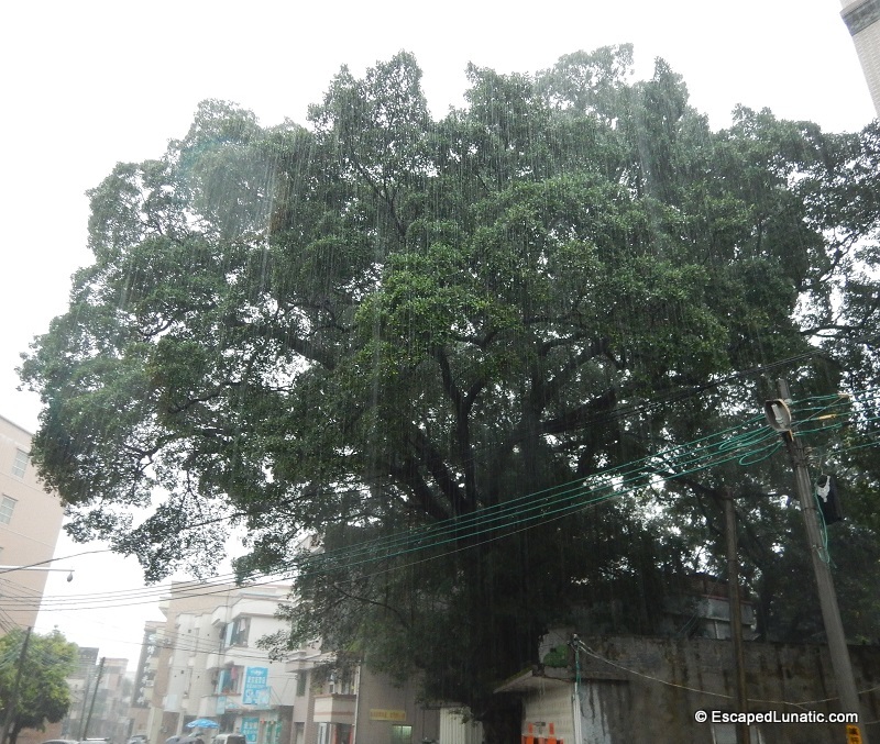 Banyan in the rain