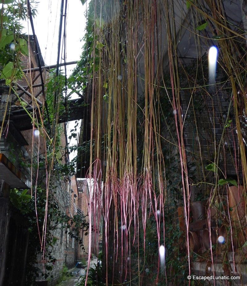 Rain pics of hanging roots
