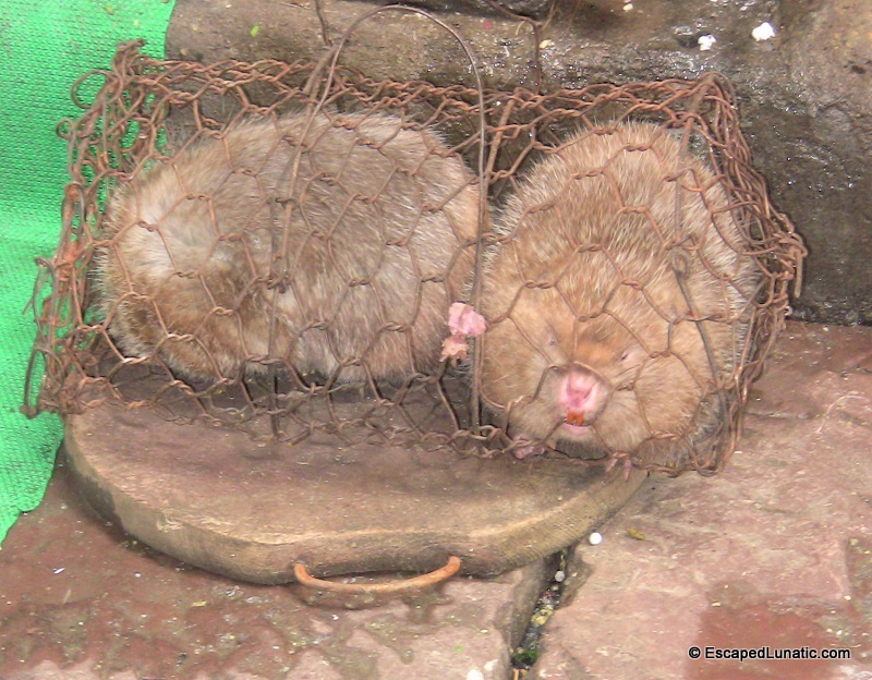 Today's special is Rodent