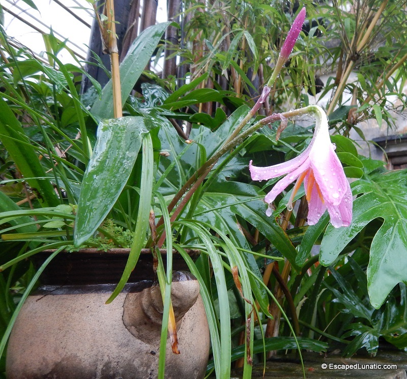 Wet Flower at the art studio