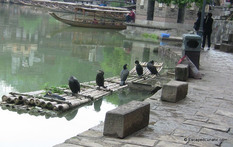Feng Huang features Chinese fishing birds