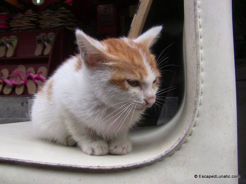 And a cute kitten who wasn't quite so interested in getting petted