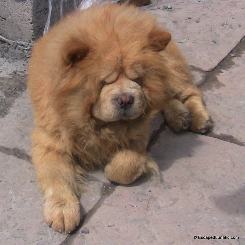 Probably the fluffiest dog in all of Hunan Province