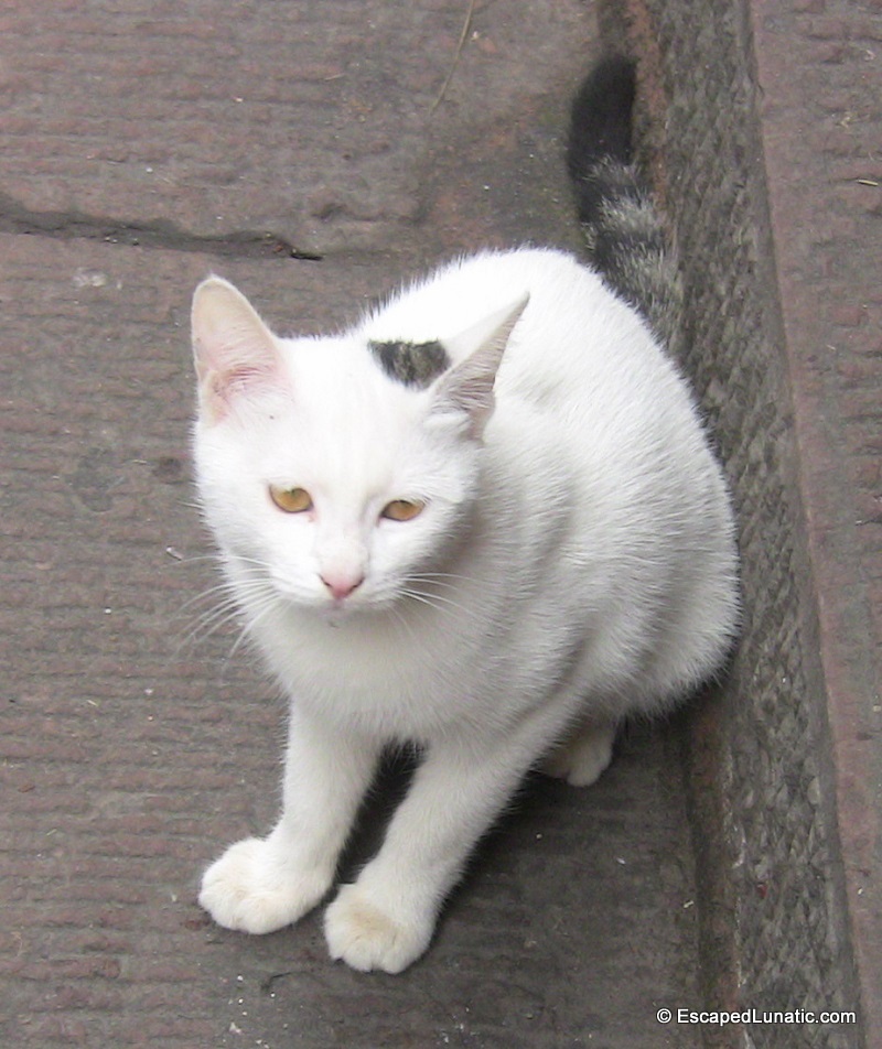 One of the many cats of FengHuang