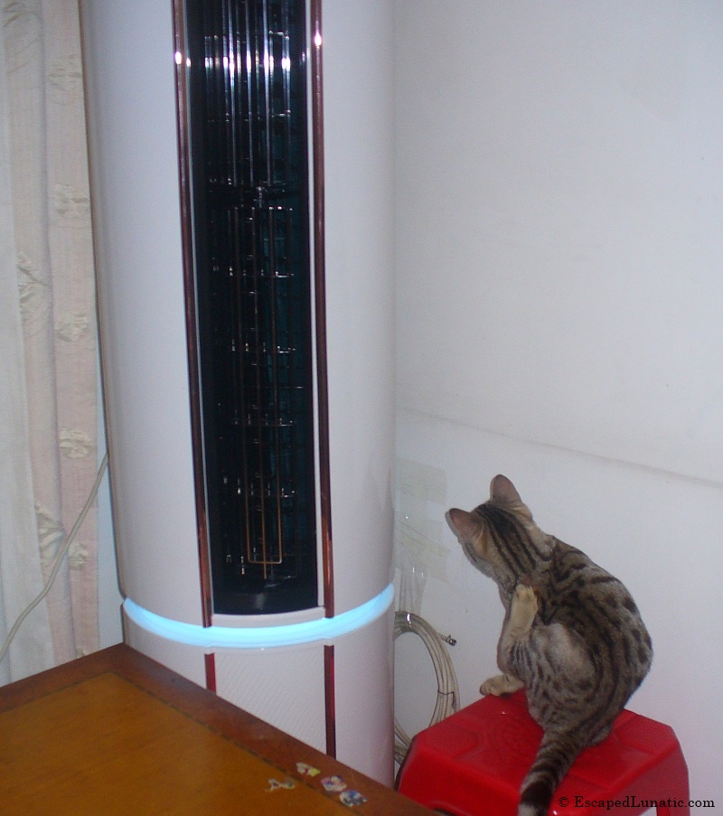 Stripy Emperor Enjoying His New AC