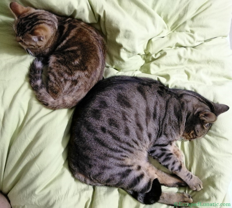 Pretend you are next to another cat - 假装你在另一只猫旁边
