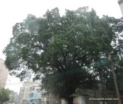 Rain Pics - Banyan in the rain